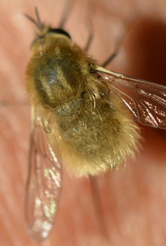 Réf. 261 454 : Bombylius sp.